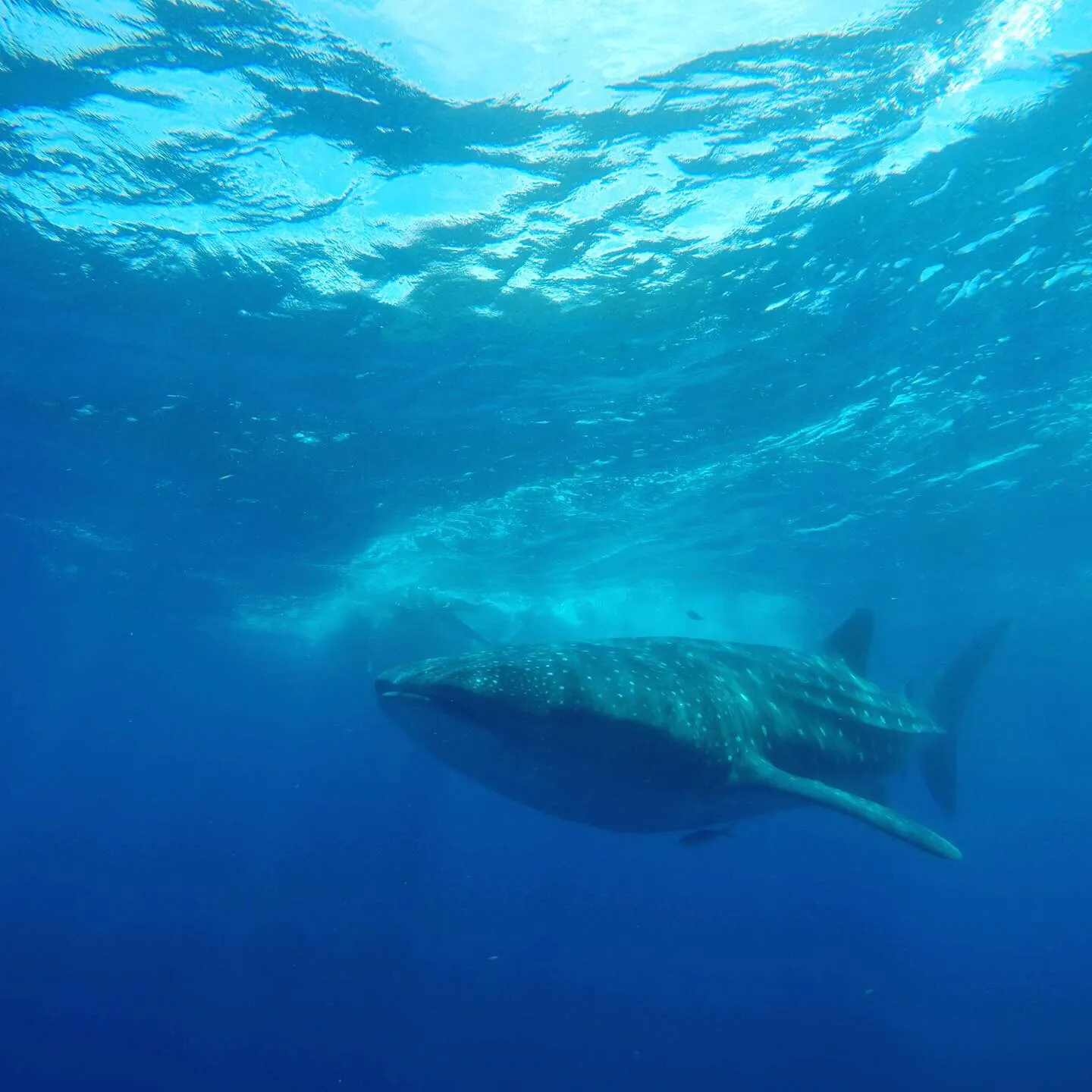 Whale Shark Tour (from Cancun) – photo 5