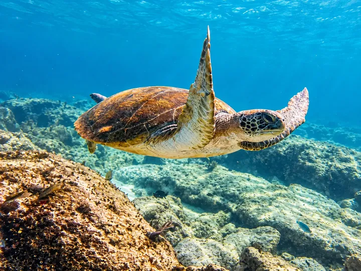 Single sea turtle swimming over the reef with a raised flipper.