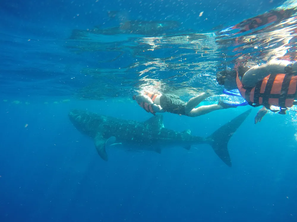 Whale Shark Encounter Rules