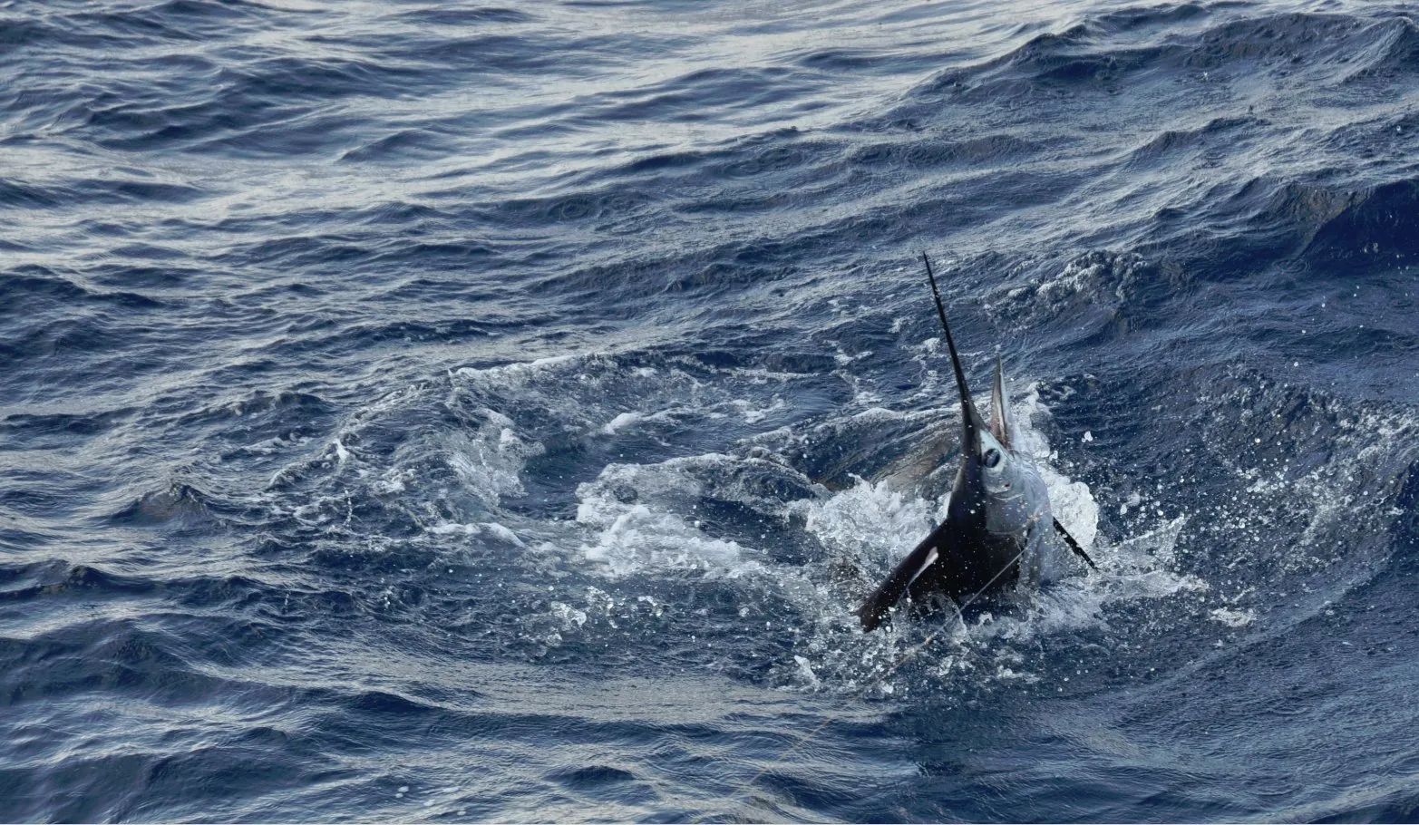 Deep Sea Fishing Species in Isla Mujeres