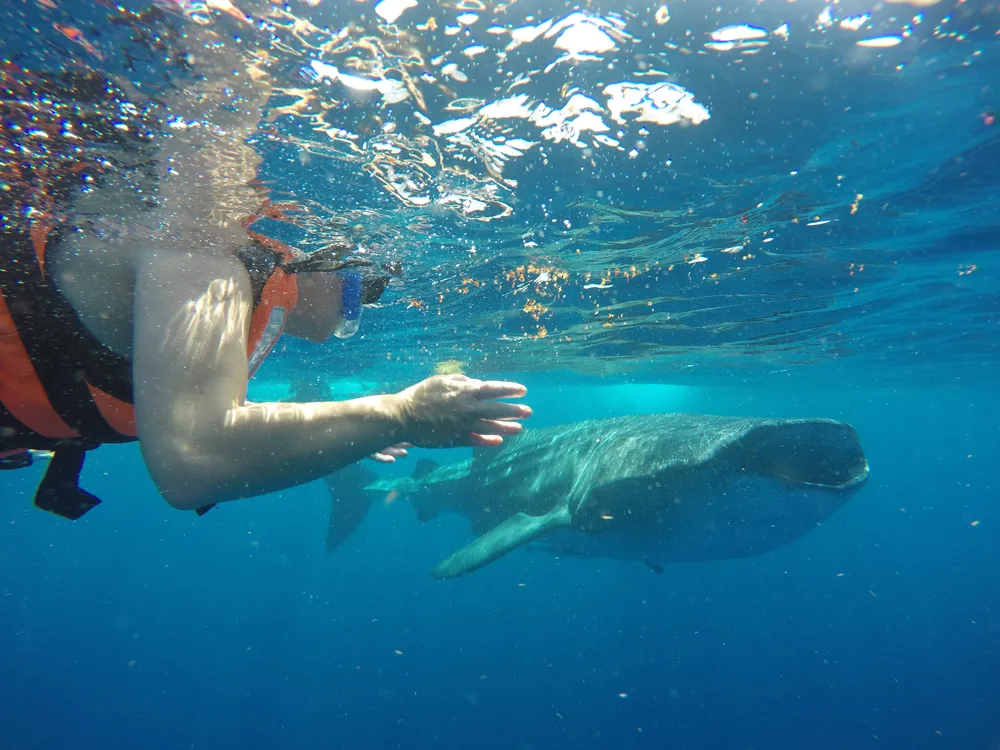Whale Shark Tour – Private Adventure – photo 5