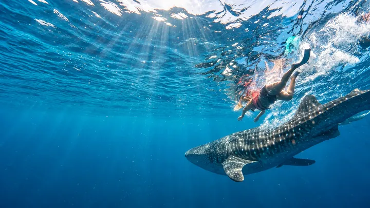 Whale Shark Tour from Isla Mujeres
