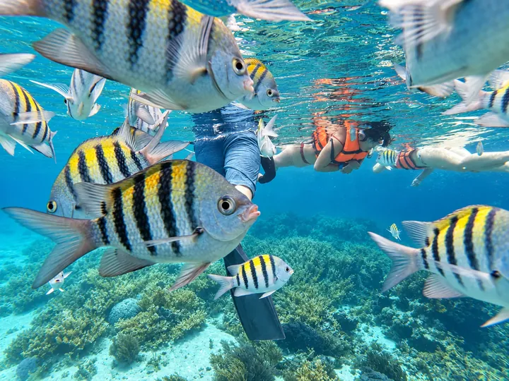 Striped reef fish in the foreground and the snorkeler near the water surface.