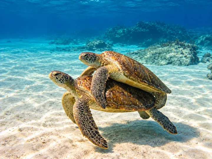Two sea turtles near the seabed, preserving their exact number, position, anatomy, shells and original natural behavior.