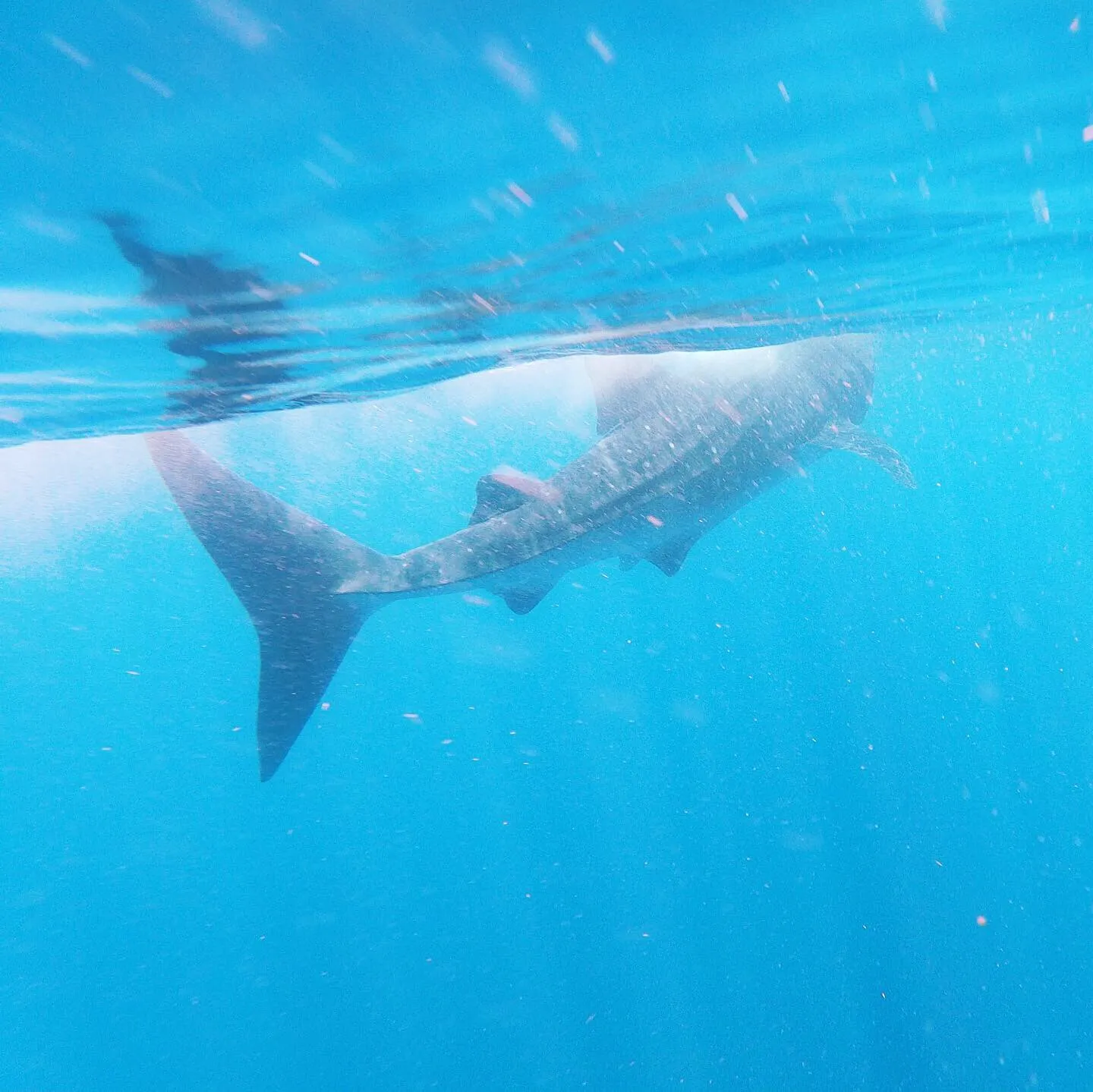 Whale Shark Tour (from Cancun) – photo 4