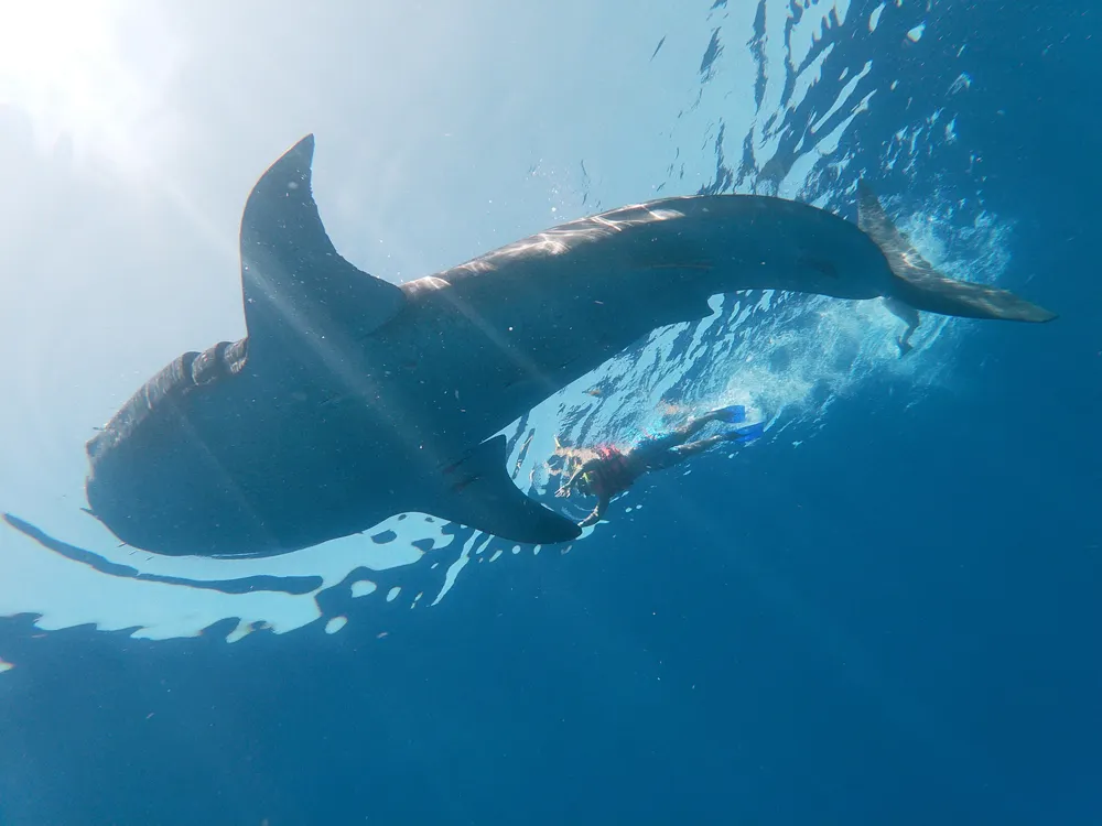 Whale Shark Tour – Private Adventure – photo 4